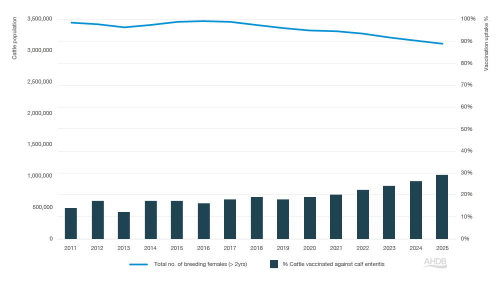 Bar and line chart showing calf enteritis vaccination between 2012–2025.